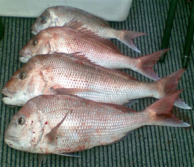 Saturday Snapper